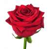 RODE ROOS.......1 PER BESTELLING GRATIS te selecteren